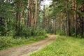 Road in a pine forest