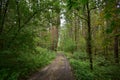 Road. Pine forest. Mixed forest with deciduous trees. Green grass. Summer foggy