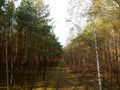 Road in a pine forest. A path in the middle of a dense forest Royalty Free Stock Photo