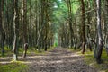 Road in the pine forest Royalty Free Stock Photo