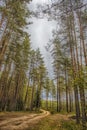 road in a pine forest Royalty Free Stock Photo