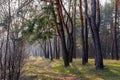 Road in a pine forest on a sunny foggy morning