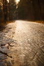 Road in a pine forest on a Sunny spring day.