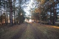 Road in the pine forest, sunrise Royalty Free Stock Photo