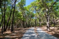 Road in the pine forest