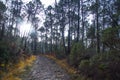 road in a pine forest in winter, the rays of the sun break through the crowns of pines