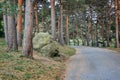 Road in Pine Park