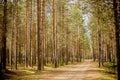Road at a pine tree forest.Forest path sunlight scene. Deep forest trail view. Forest trail landscape. Forest trail