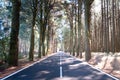 Road through the pine woods, Spain Royalty Free Stock Photo