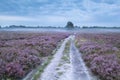 Road between pink flowering meadows with heather