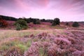 road between pink hills with flowering heather