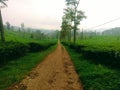 The road in the plantation is so beautiful from west java,i ndonesia Royalty Free Stock Photo