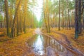 road with puddle through the wet autumn forest Royalty Free Stock Photo