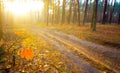 road with puddle through the wet autumn forest in light of sparkle sun Royalty Free Stock Photo