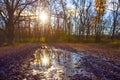 road with puddle through the wet autumn forest in light of sparkle sun Royalty Free Stock Photo