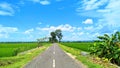 road in quiet rice fields Royalty Free Stock Photo