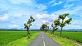road in quiet rice fields Royalty Free Stock Photo