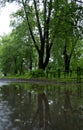 Road after the rain. Reflection of a tree in a puddle Royalty Free Stock Photo