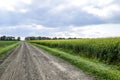 Road in rapeseed field and forest belt for wind protection.