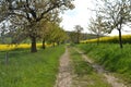 Road in rapeseed fields with flowering appletrees Royalty Free Stock Photo