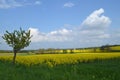 Road in rapeseed fields with flowering appletrees