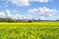 Road through the raps field in a sunny day, South Sweden