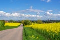 Road through the raps field in a sunny day, South Sweden Royalty Free Stock Photo