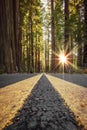 Road in Redwood Forest, California