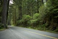 Road in Redwood Forest