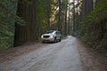 Road Redwood National Park Royalty Free Stock Photo