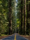 Road Through Redwoods, Avenue of the Giants Royalty Free Stock Photo