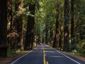 Road Through Redwoods, Avenue of the Giants Royalty Free Stock Photo