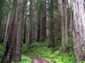 Road Through the Redwoods