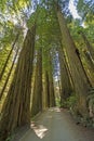 Road Through the Redwoods