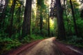 Road through the Redwoods, Redwoods National and State Parks, California