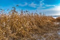 The road through the reeds against the sky Royalty Free Stock Photo