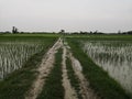 Road in between rice farming of a village in North India Royalty Free Stock Photo