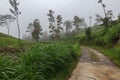 The road and rice fields in mountains fog and clouds