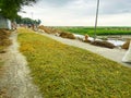 A road with rice on it and a green field in the background