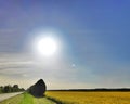 Rapeseed field at sunset