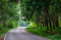 Road Through Rubber Forest Royalty Free Stock Photo