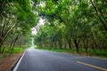 Road Through Rubber Forest Royalty Free Stock Photo