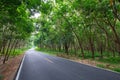 Road Through Rubber Forest Royalty Free Stock Photo