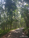 Road thru the rubber staed morning in Sri Lnaka