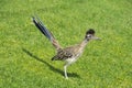 Road Runner Royalty Free Stock Photo