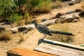 Road Runner Bird