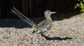 Road Runner bird walking around a new mexico abq neighborhood during a hot summer day