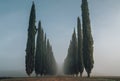 Road running between the alley of cypress trees shooted in the early misty morning when the first sun rays making long shadows. Royalty Free Stock Photo