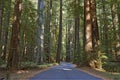 Road running through a redwood grove in California Royalty Free Stock Photo