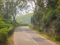 Road running through tea plantation, Munnar, Kerala, India